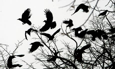 Country Diary : Crows fly through branches of a tree